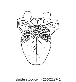 Vektorgrafik, anatomische menschliche Zunge. Realistische Zungengrafik einzeln auf weißem Hintergrund. 