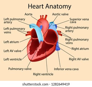 4 Stucture human heart Images, Stock Photos & Vectors | Shutterstock