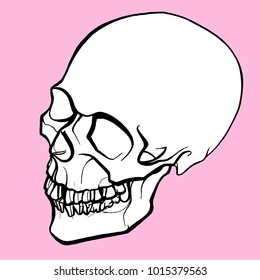 vector anatomical illustration of a white human skull with a black outline on a pink background