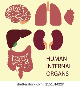 Vector Anatomy Human Internal Organs Set Stock Vector (Royalty Free ...