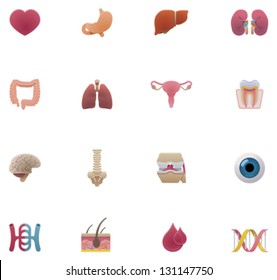 Vector Anatomy And Human Organs Icon Set. Includes Symbols Of Heart, Stomach, Kidneys, Liver, Blood Vessels, Bones With Joint, Spine And Brain