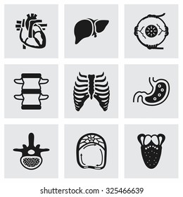 Vector Anatomy icon set on grey background