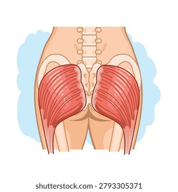 Vector anatomy illustration highlighting the gluteus maximus muscle in the human body posterior view.