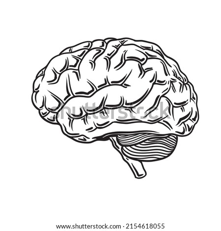 Vector anatomy illustration of the human brain
