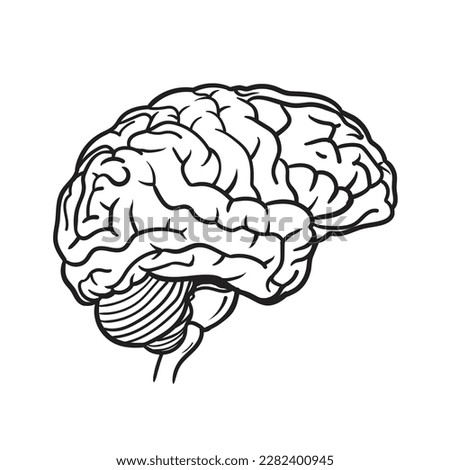 Vector anatomy illustration of the human brain
