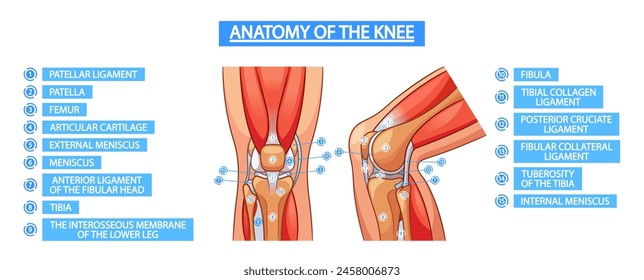 Vector Anatomy Of The Knee Joint Infographic Poster Showcasing Structures Comprising The Knee Joint, Including Bones