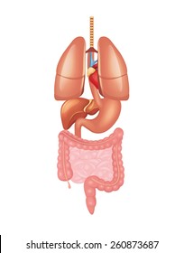Vector anatomy model illustration