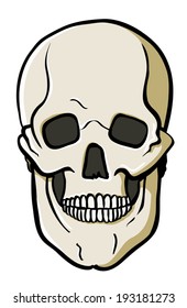 Vector anatomy skull