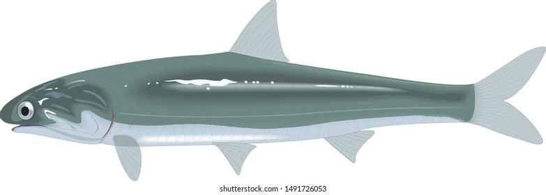 Vector anchovy. Icon badge fish for design seafood packaging and market.