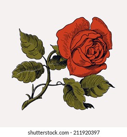 Rose bush. Rose garden bush isolated over white background. vector  illustration. | CanStock