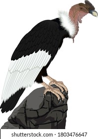 vector Andean condor sitting on rock