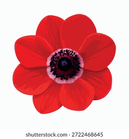 Vetor de Anemone coronaria (Poppy Anemone) flor isolada sobre fundo branco. Flor selvagem vibrante do Mediterrâneo usada na educação botânica, design floral, referência científica.