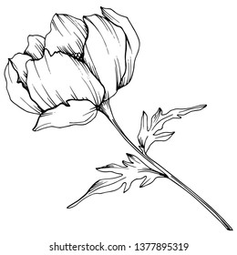 Vector Anemone floral botanical flower. Wild spring leaf wildflower isolated. Black and white engraved ink art. Isolated anemone illustration element on white background.