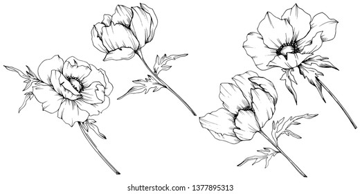ベクター アネモネ花柄の植物 野春の葉やま草 白黒の彫刻インキアート 白い背景にアネモネイラストエレメント のベクター画像素材 ロイヤリティフリー Shutterstock