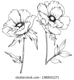 Vector Anemone floral botanical flowers. Wild spring leaf wildflower isolated. Black and white engraved ink art. Isolated anemone illustration element on white background.