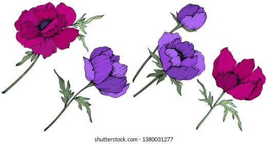 Vector Anemone floral botanical flowers. Wild spring leaf wildflower isolated. Black and white engraved ink art. Isolated anemone illustration element on white background.