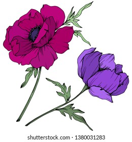 Vector Anemone floral botanical flowers. Wild spring leaf wildflower isolated. Black and white engraved ink art. Isolated anemone illustration element on white background.