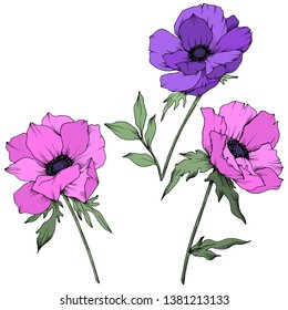 Vector Anemone floral botanical flowers. Wild spring leaf wildflower isolated. Black and white engraved ink art. Isolated anemone illustration element on white background.