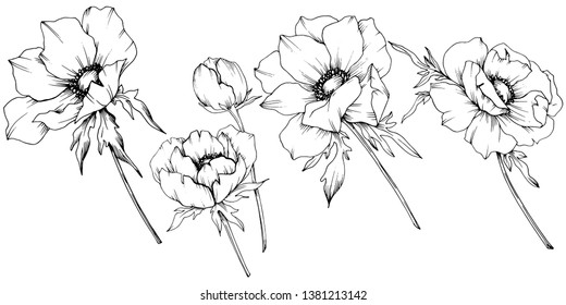 Vector Anemone floral botanical flowers. Wild spring leaf wildflower isolated. Black and white engraved ink art. Isolated anemone illustration element on white background.