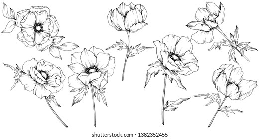 Vector Anemone floral botanical flowers. Wild spring leaf wildflower isolated. Black and white engraved ink art. Isolated anemone illustration element on white background.