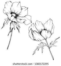 Vector Anemone floral botanical flowers. Wild spring leaf wildflower isolated. Black and white engraved ink art. Isolated anemone illustration element on white background.