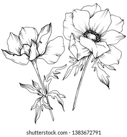 Vector Anemone floral botanical flowers. Wild spring leaf wildflower isolated. Black and white engraved ink art. Isolated anemone illustration element on white background.