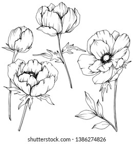 Vector Anemone floral botanical flowers. Wild spring leaf wildflower isolated. Black and white engraved ink art. Isolated anemone illustration element on white background.