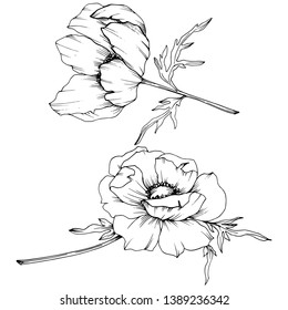 Vector Anemone floral botanical flowers. Wild spring leaf wildflower isolated. Black and white engraved ink art. Isolated anemone illustration element on white background.