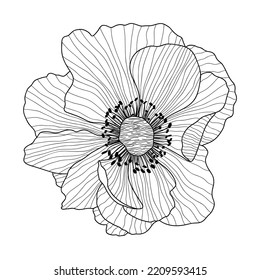 Vector Anemone floral botanical flowers. Wild spring leaf wildflower isolated. Black and white engraved.