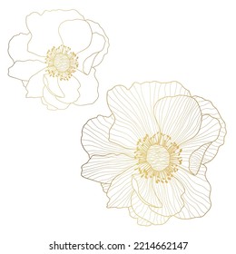 Vector Anemone floral botanical flowers. Wild spring leaf wildflower isolated. Golden and white engraved.