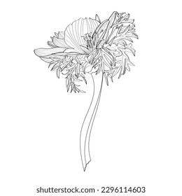 Vector Anemone floral botanical flowers. Wild spring leaf wildflower isolated. Black and white engraved.