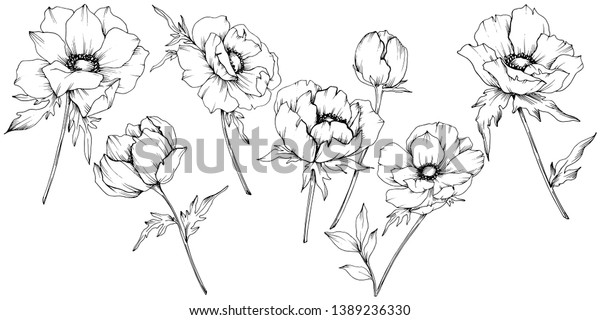 ベクター アネモネ花柄の植物 野春の葉やま草 白黒の彫刻インキアート 白い背景にアネモネイラストエレメント のベクター画像素材 ロイヤリティフリー