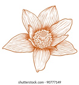 Vector anemone flower in vintage engraving style.