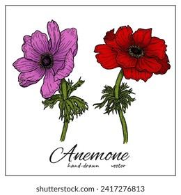 Vector anemone flowers and leaves. Colorful bright floral elements for Design, decoration, botany books, articles. Wildflowers.