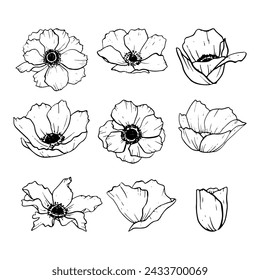 Vector anemones flowers illustration set. Meadow wildflower poppies blossom line black and white line drawing collection for spring designs