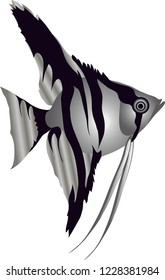 Vector - Angel Fish Pterophyllum , Aquarium Fresh Water Fish