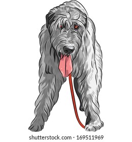 Vector angry large hunting dog breed Irish Wolfhound