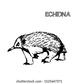 Vector animal of Australia, echidna. Isolated over white background. For coloring books, children's books, books about animals, stickers, magazines, design, factories, business