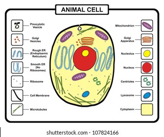 Cell diagram animal Animal Cell