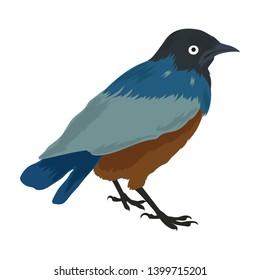 Vector animal clip art. Vector illustration of a blue starling