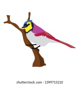 Vector animal clip art. Vector illustration of a starling with various body colors perched on a tree branch