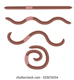 Vector Animal Earth Red Worms for Fishing Isolated on White Background