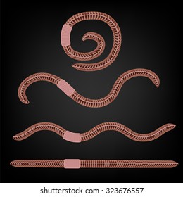 Vector Animal Earth Red Worms for Fishing Isolated on Black Background