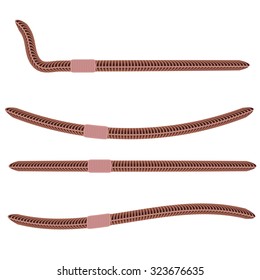 Vector Animal Earth Red Worms for Fishing Isolated on White Background
