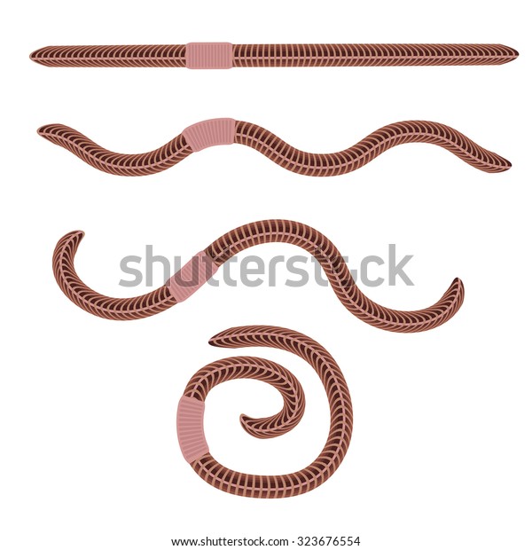 Vector Animal Earth Red Worms Fishing Stock Vector (Royalty Free ...