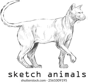 vector animal, illustration hand drawn cat  art sketch isolated on white background, For children's coloring book or science illustration.