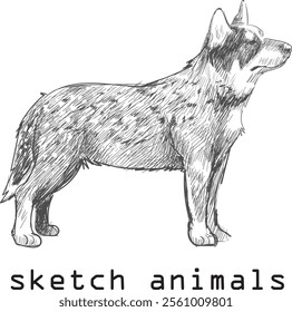 vector animal, illustration hand drawn dog art sketch isolated on white background, For children's coloring book or science illustration.