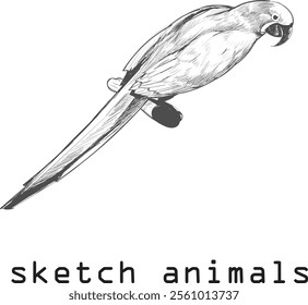 vector animal, illustration hand drawn cockatoo art sketch isolated on white background, For children's coloring book or science illustration.