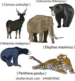 vector animal illustrator design zoo