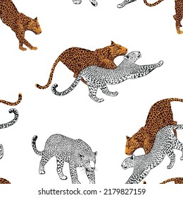 vector animal leopard. Leopard pattern on white background.